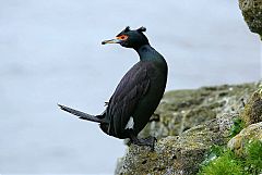 Red-faced Cormorant